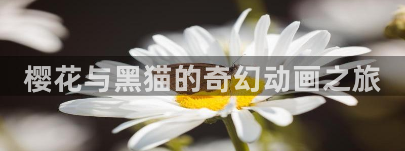 禁漫天堂正版入口：樱花与黑猫的奇幻动画之旅